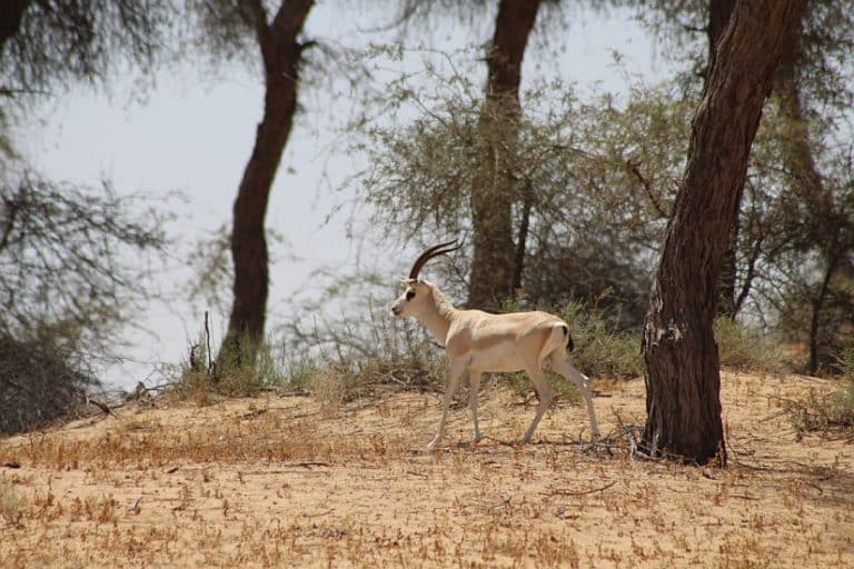 #WorldEnvironmentDay: Sharjah serves as a model in environmental leadership