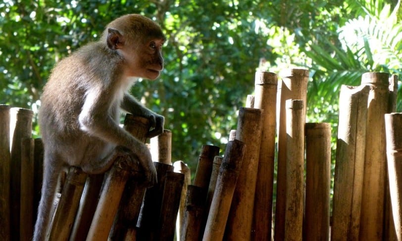 Bali monkeys 1