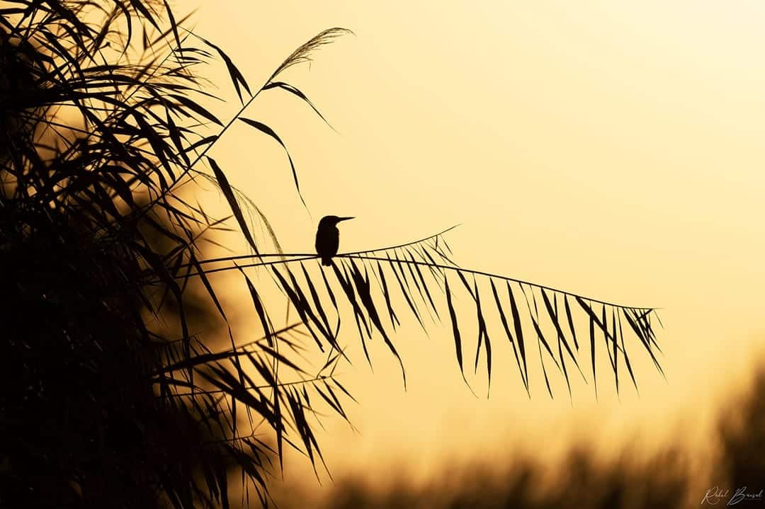 TheBrew-Rahul-Bansal-bird-watching-photography-03