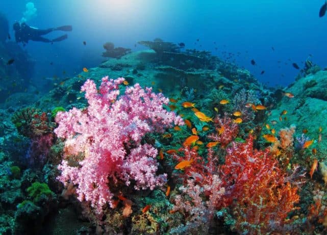 UAE turns to AI and underwater robots to protect coral reefs and marine life