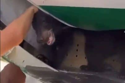 Bear cub on flight to Dubai escapes from crate; sedated upon landing at airport