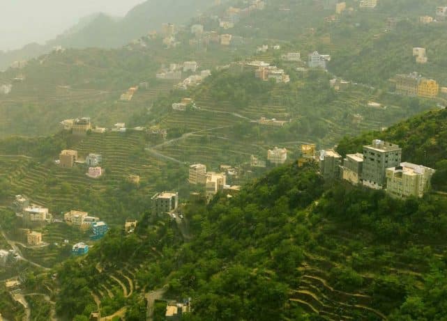 Plant 10 billion trees across Saudi Arabia: SGI Target