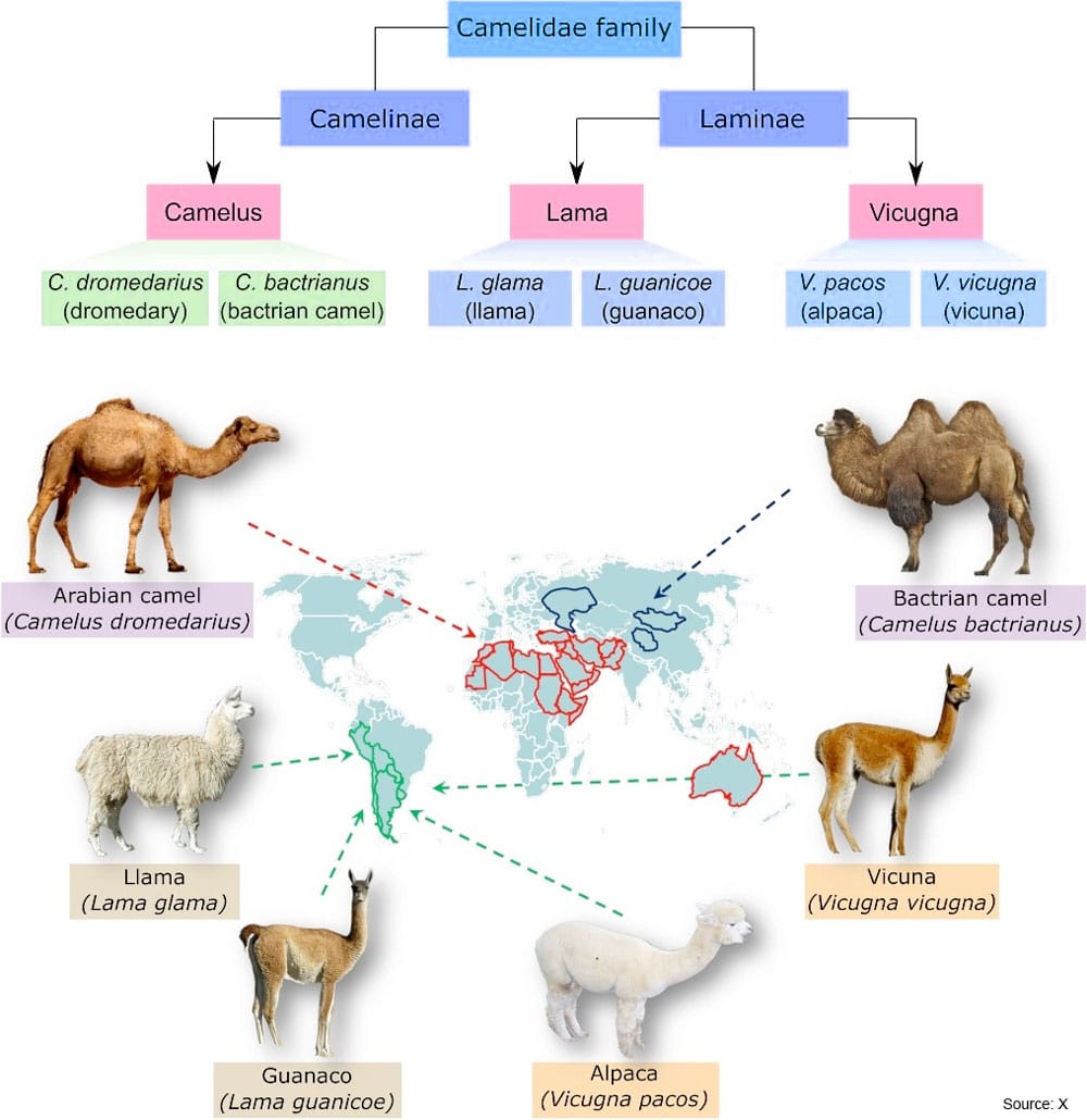 Camelid-Family-chart