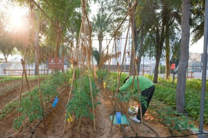 Expo City Farm encourages farmers in the celebration of nature