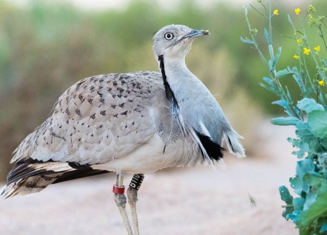 MBZF: Over AED14.3 million provided to support global bird conservation