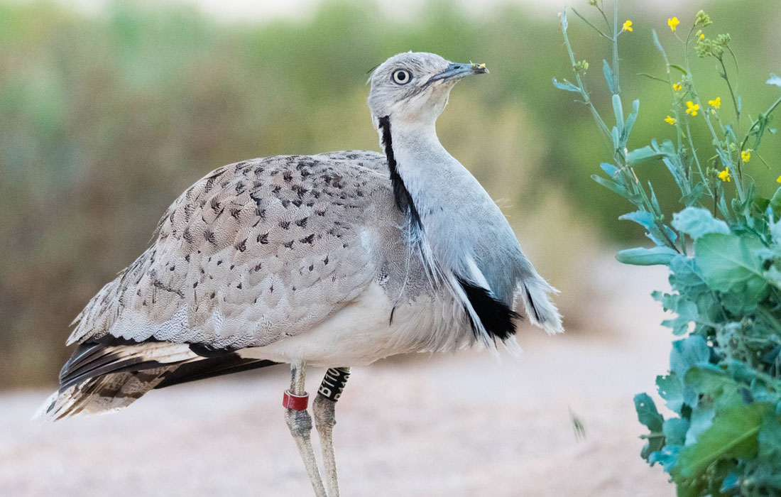 MBZF: Over AED14.3 million provided to support global bird conservation