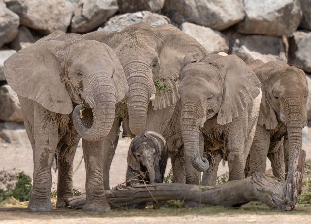 Sharjah Safari welcomes birth “Tarthooth”, second African elephant