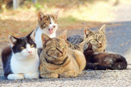 Japanese scientist develops treatment to extend the lives of cats up to 30 years