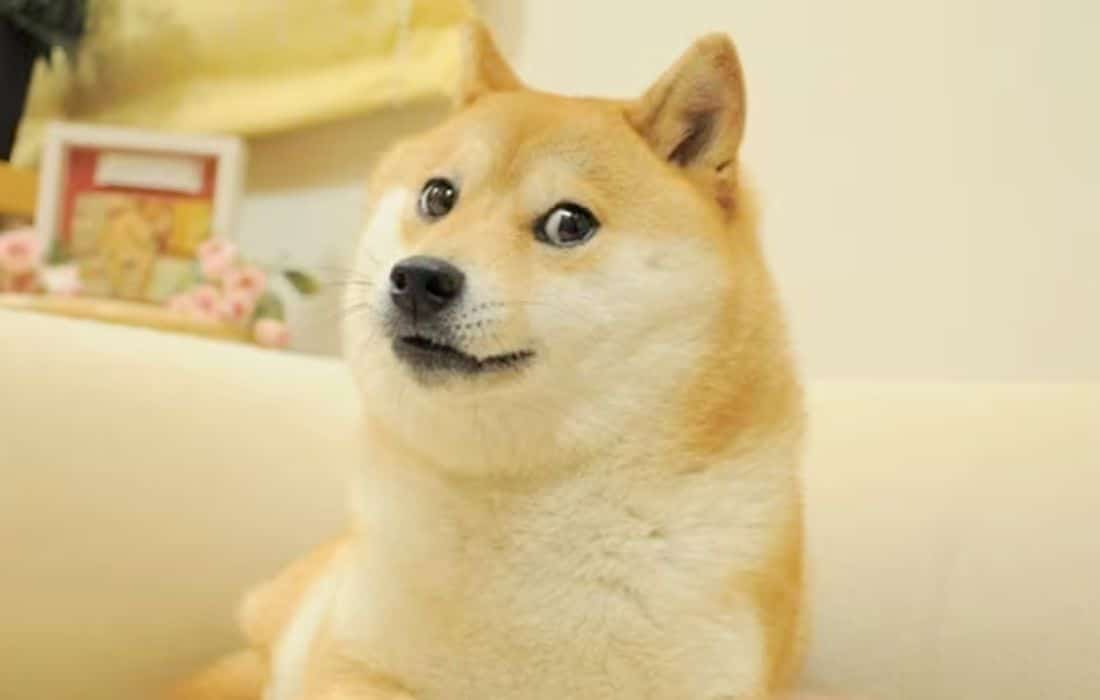 Kabosu, the dog behind ‘doge’ meme, dies after 14 years of fame