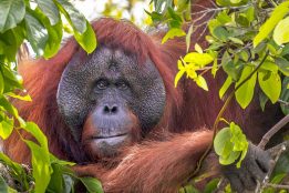 Orangutan spotted treating his wound with a Medicinal plant