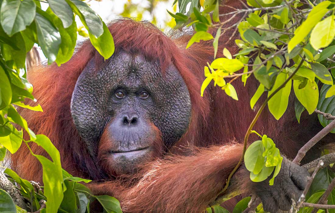 Orangutan spotted treating his wound with a Medicinal Herb