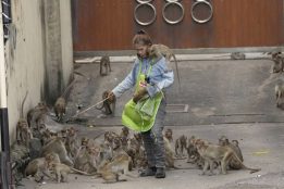 Thai town plagued by marauding monkeys plans to capture and relocate them