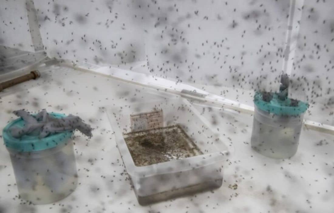 WHO approves second vaccine to combat dengue amidst outbreaks in the Americas