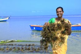 Seaweed can help boost livelihoods, tackle climate change