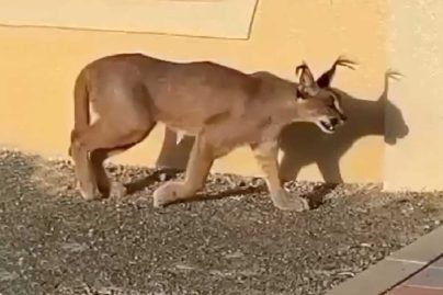 Wild cat caught in Fujairah; owner fined for negligence on letting loose a caracal