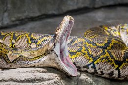 Horror unfolds as dead Indonesian woman found in giant python