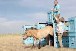World's last wild horses return to Kazakhstan after nearly 200 years!