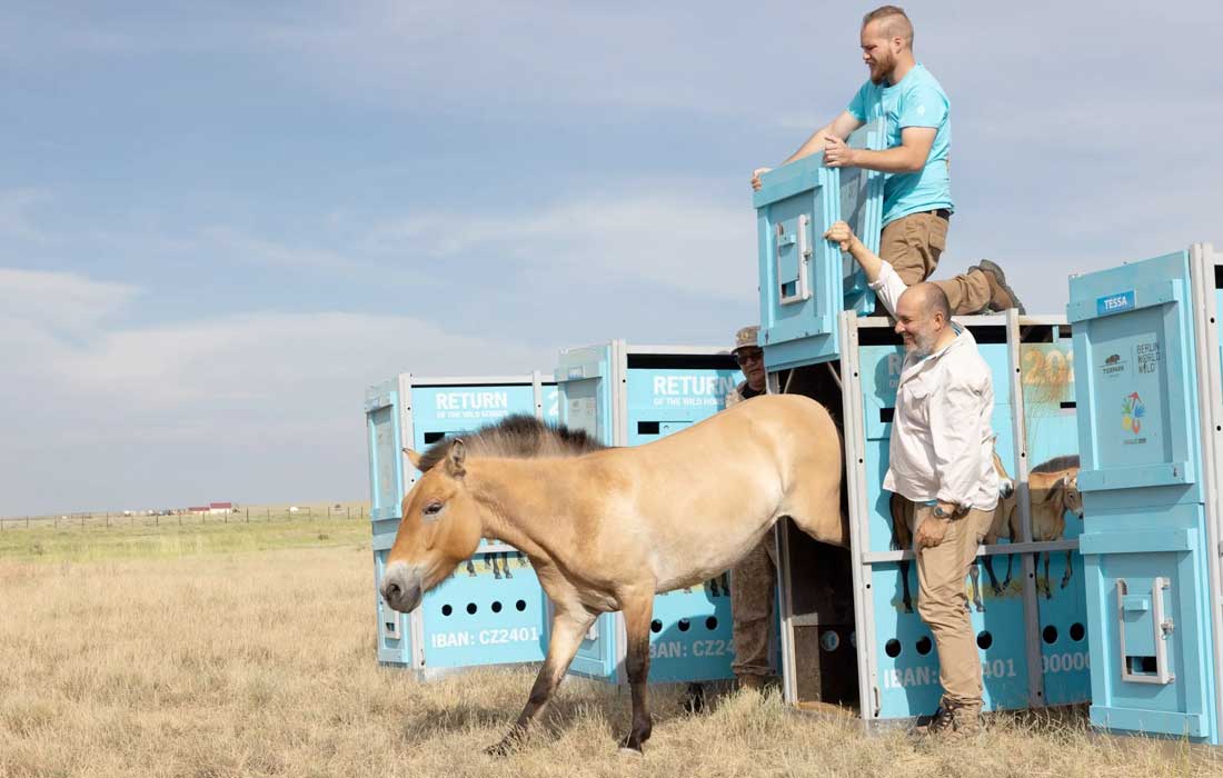 Endangered Przewalski horses return to Kazakhstan after nearly 200 years