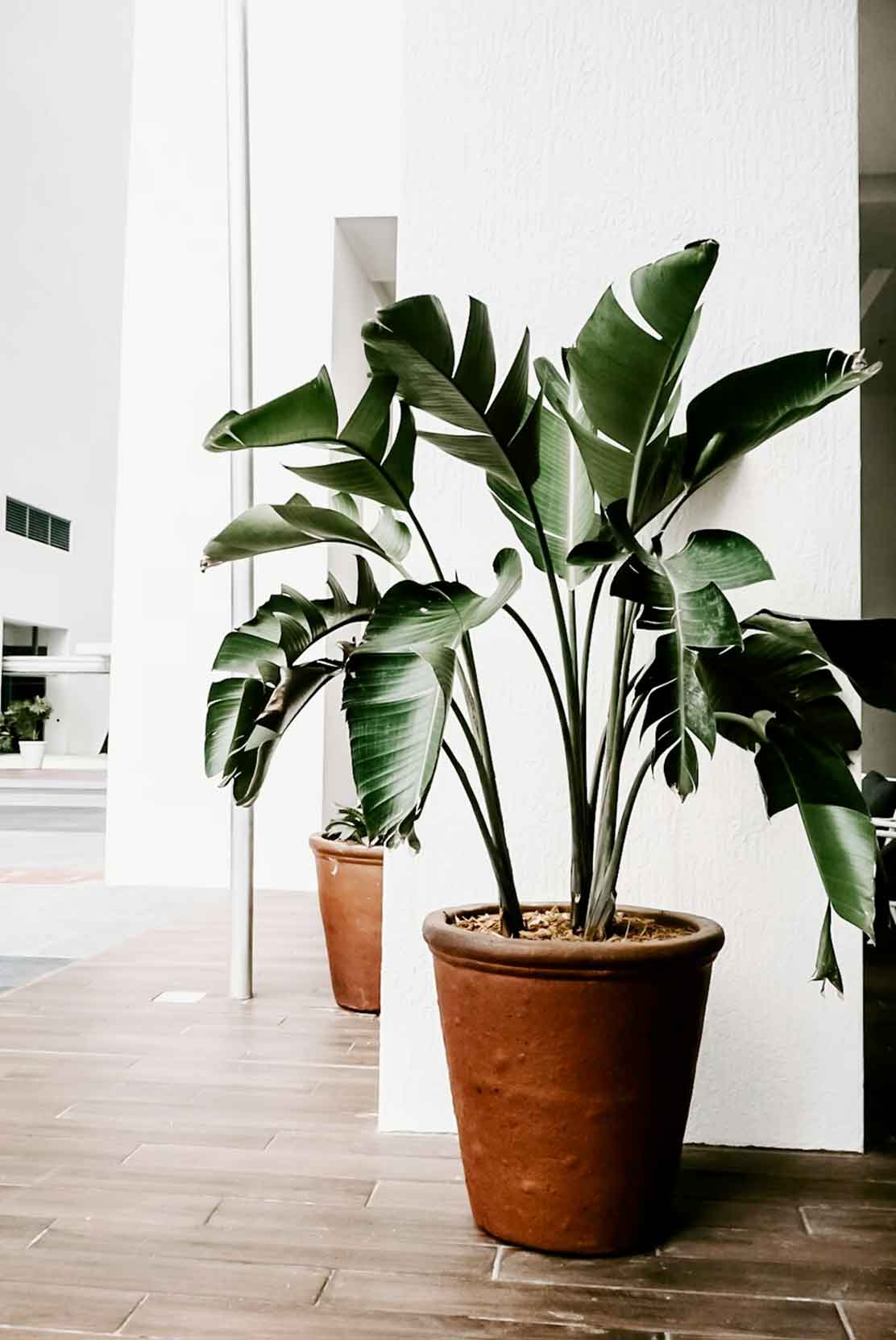 Leaf-Plants-Transform-Your-Home-Into-A-Tropical-Oasis-Dieffenbachia-Dumb-Cane