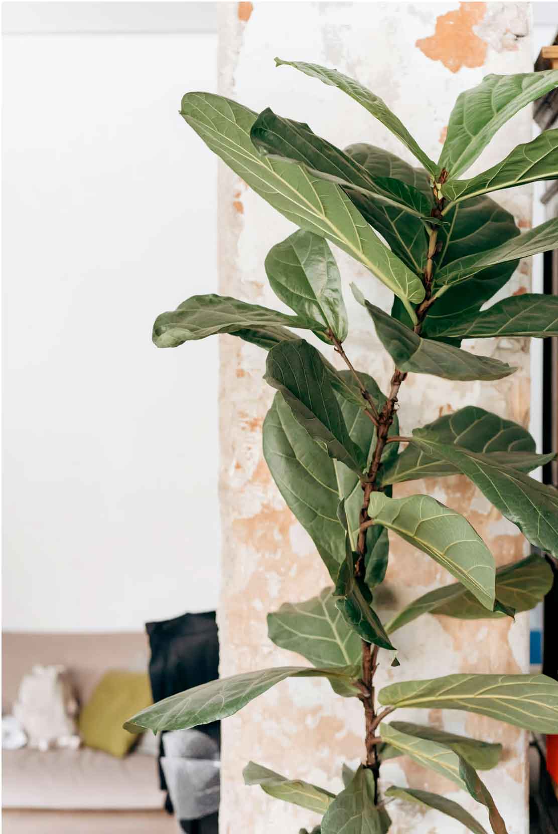 Leaf-Plants-Transform-Your-Home-Into-A-Tropical-Oasis-Fiddle-Leaf-Fig-Ficus-lyrata