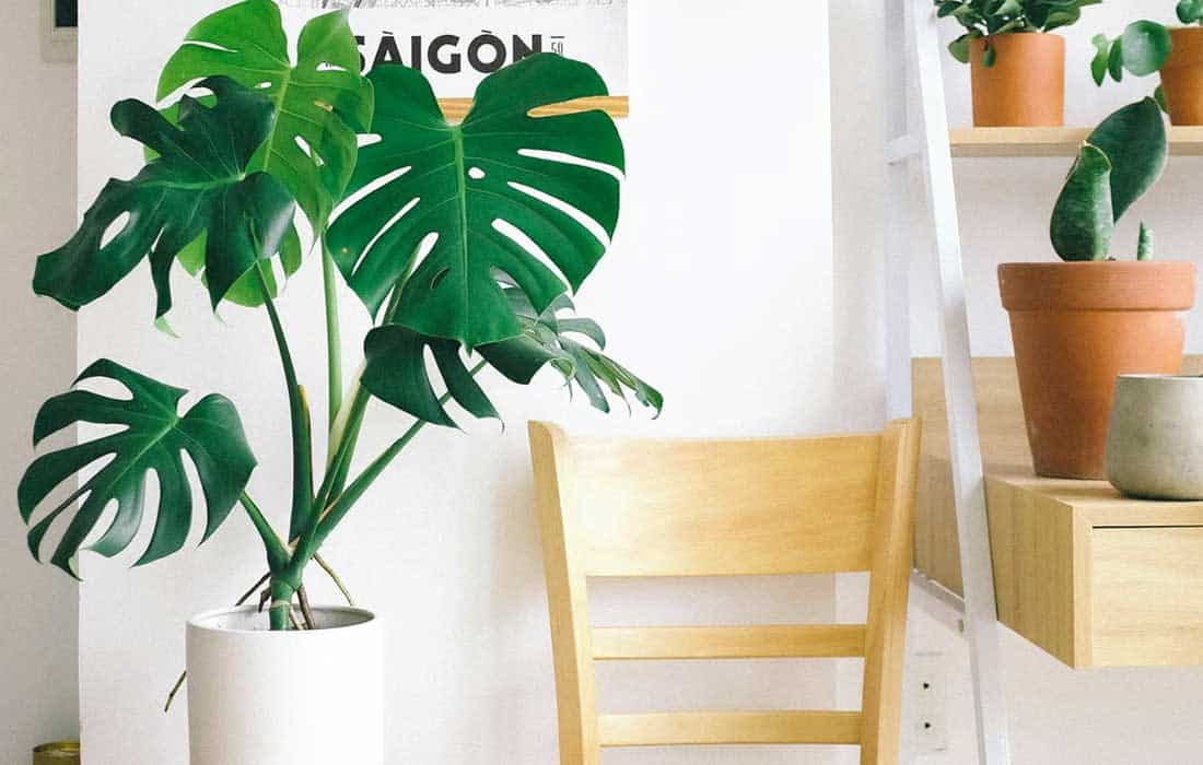 Leaf Plants: Transform Your Home Into A Tropical Oasis
