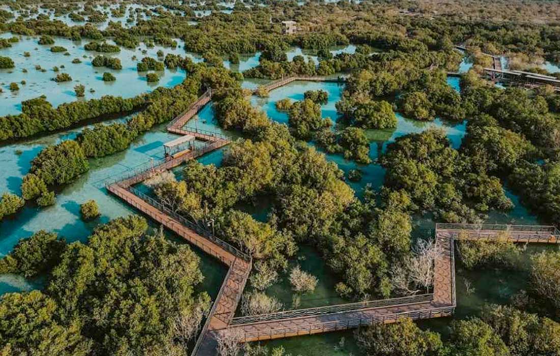 Mangroves are crucial in keeping our planet healthy