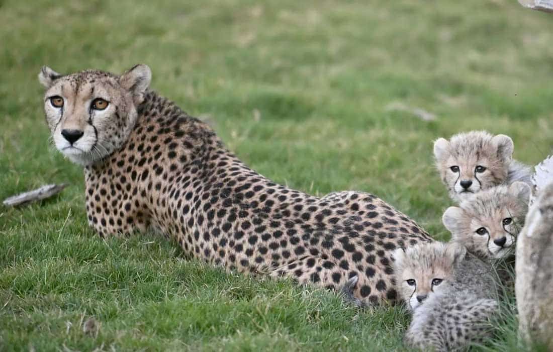 Saudi Arabia celebrates birth of four Cheetah Cubs, unveils new Conservation Plan