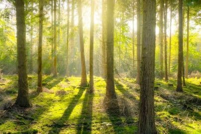 World Environment Day reminds us to listen to the trees
