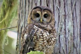 To protect spotted owls, US wildlife officials propose killing half-million barred owls