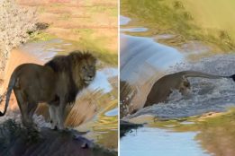 Tourists actions cause lion to fall off a waterfall in Kruger National Park