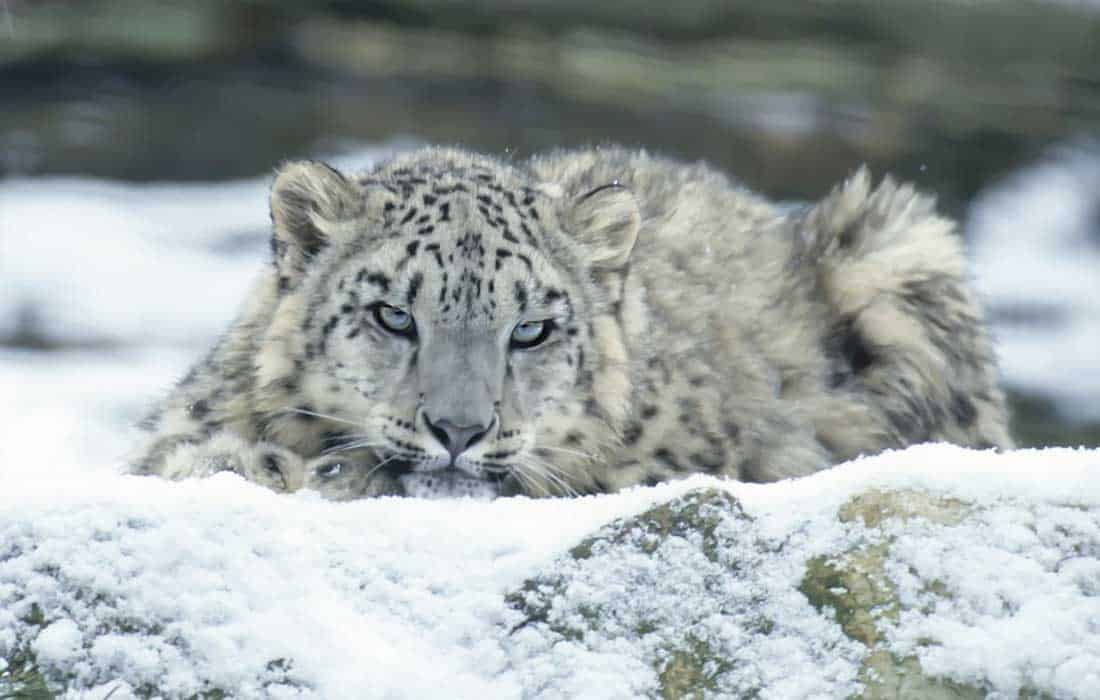 Pakistan renews its commitment to the snow leopard as a symbol of adapting to climate change