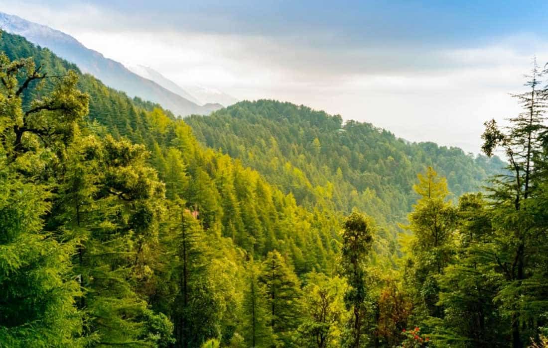 Pakistan's green initiatives revitalise forestry, wildlife