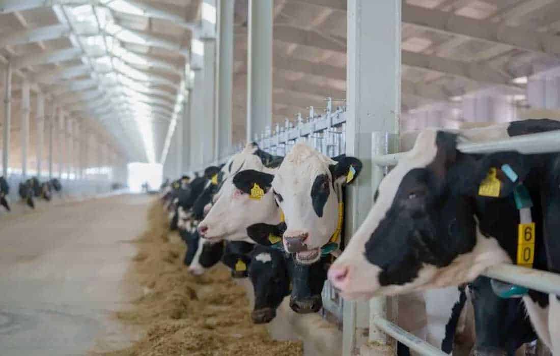 Sharjah signs contract for 8,000 cows from Mleiha Dairy Farm