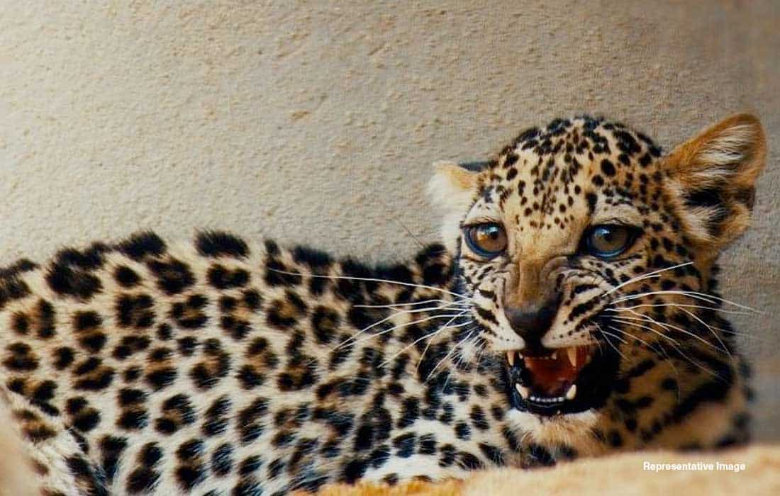Arabian Leopard Conference adopts conservation strategy