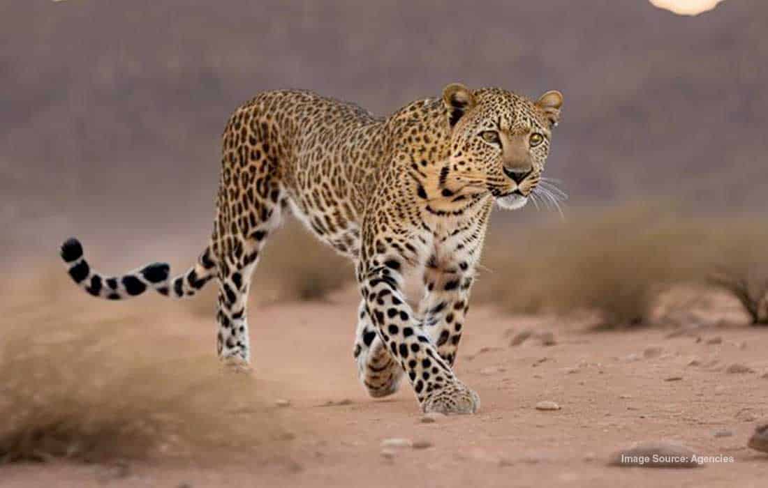 Conference on Arabian Leopard Conservation Strategy begins