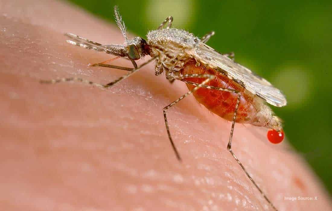 Egypt is certified malaria-free by WHO