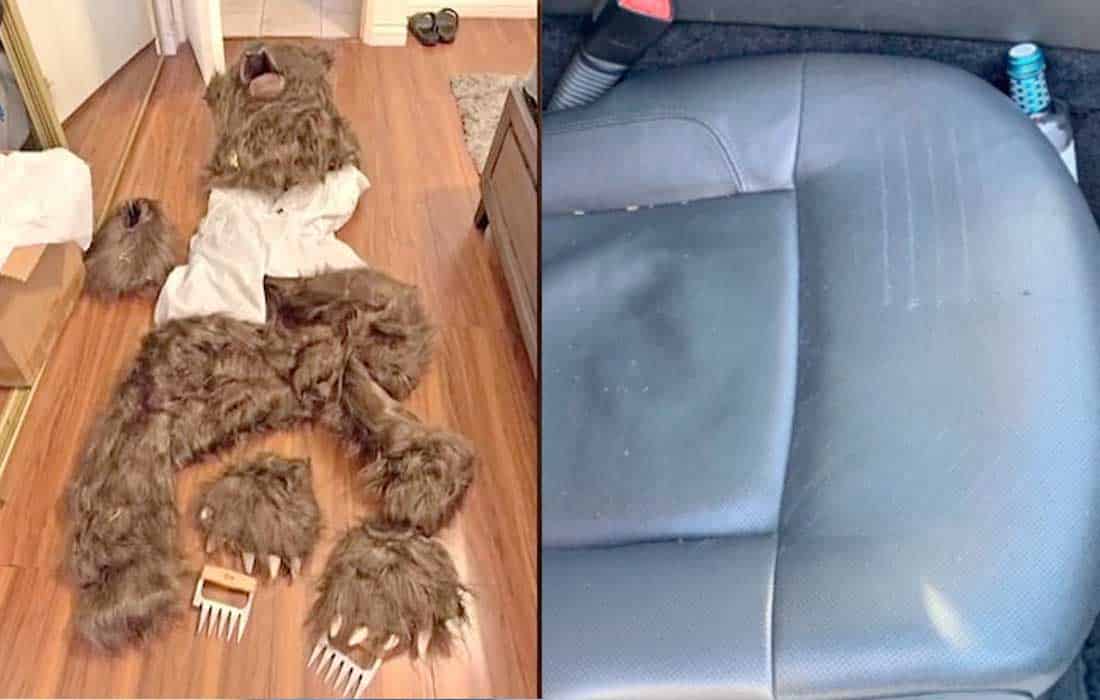 Bear destroying Rolls-Royce was just a man faking for insurance