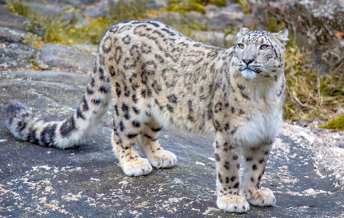 Snow leopards spotted in China’s Yunnan province for the first time