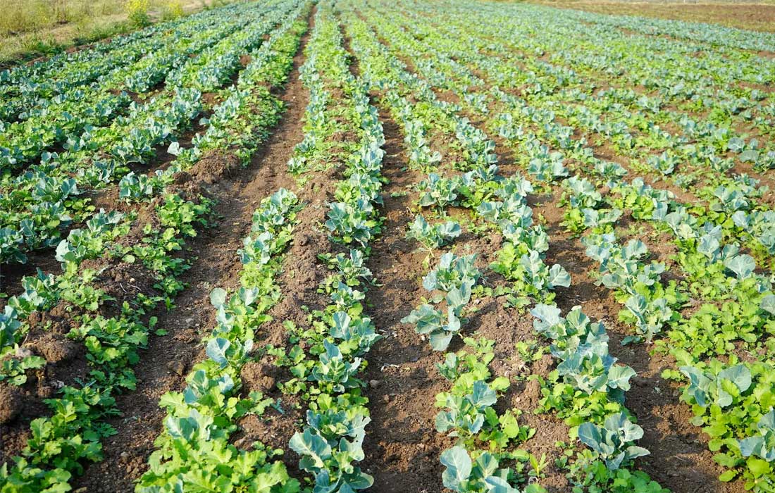 Plant the Emirates boosts UAE’s food security through AgriTech