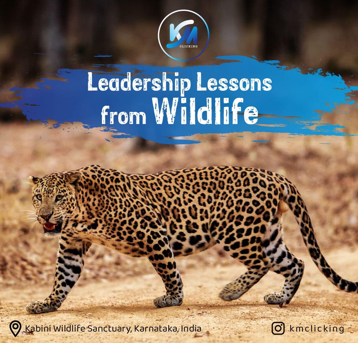 Lessons From Leopard Leadership Lessons from the Leopard