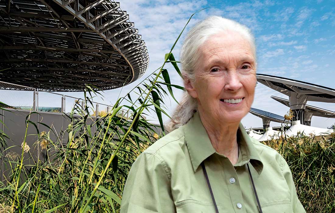 Jane Goodall opens bee sanctuary at Expo City Dubai