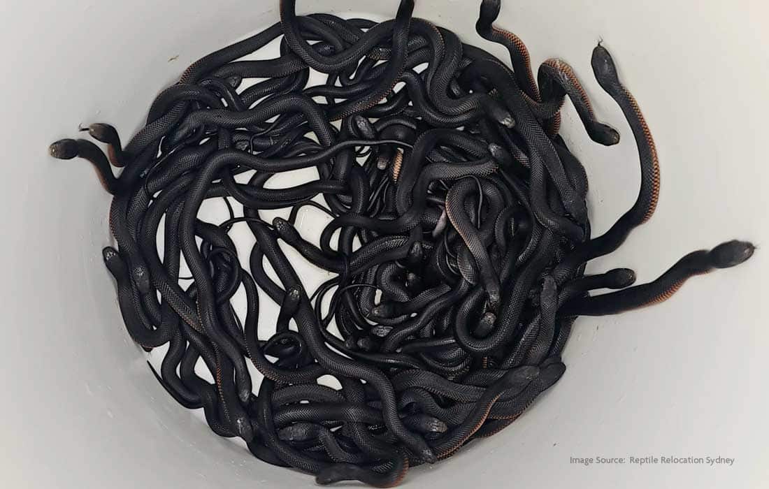 102 snakes removed from Sydney home in shocking discovery