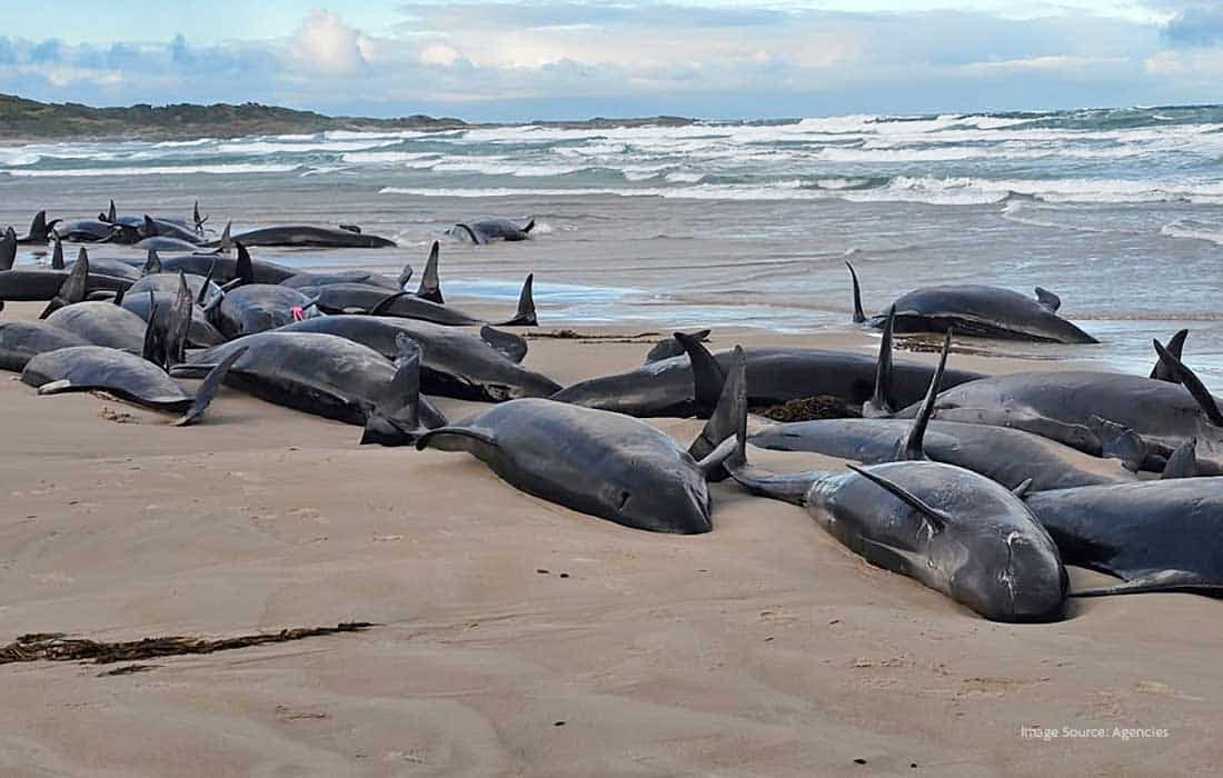 150 false killer whales stranded in Tasmania, rescue underway