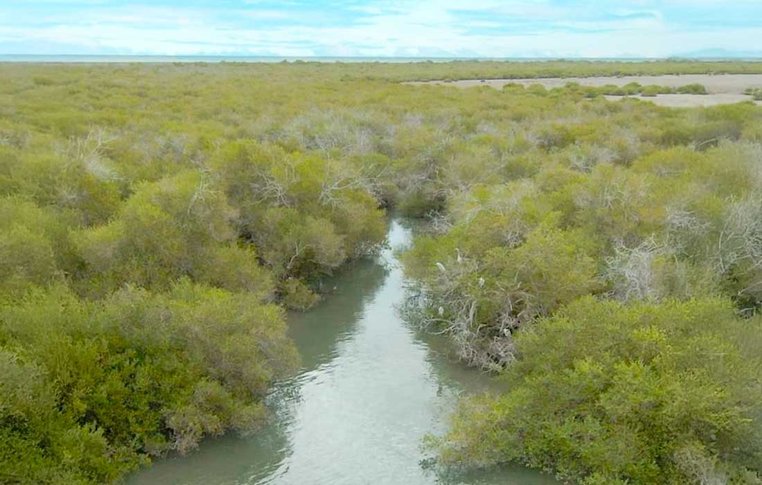 Khor Kalba wetland conservation centre joins global WLI network