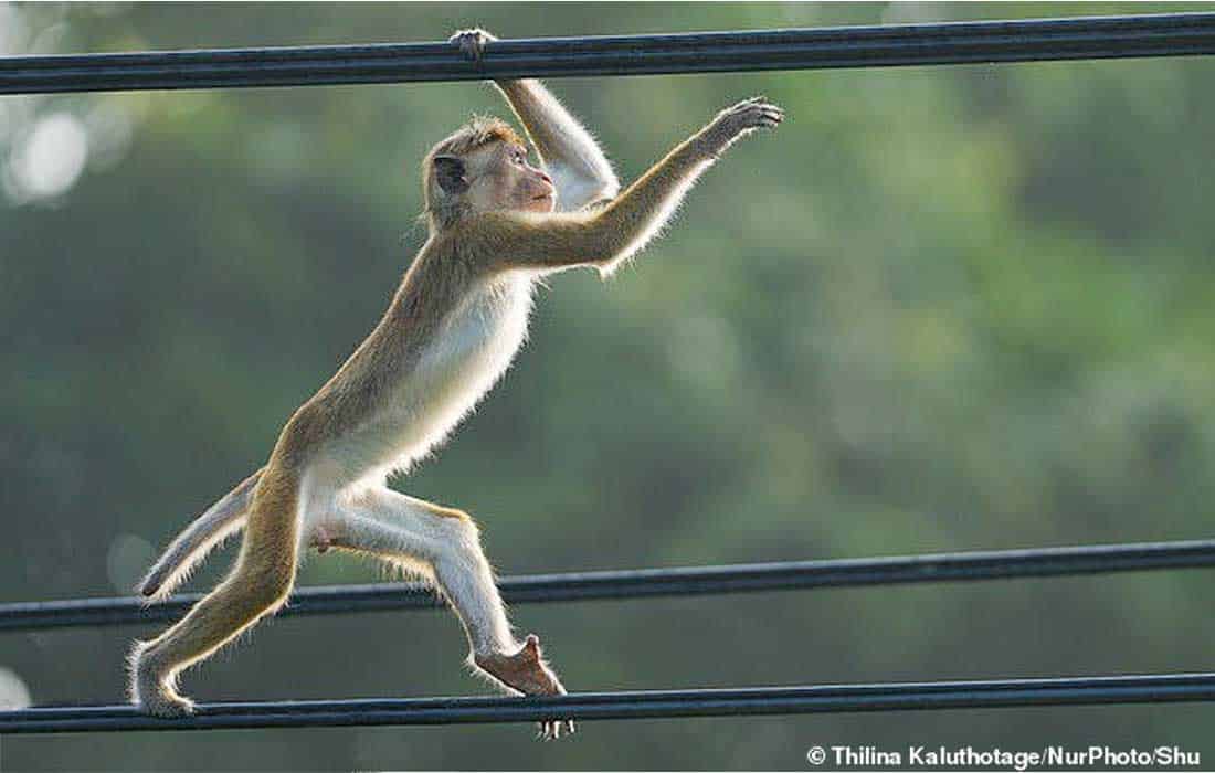 Monkey blamed for Sri Lanka’s major power outage