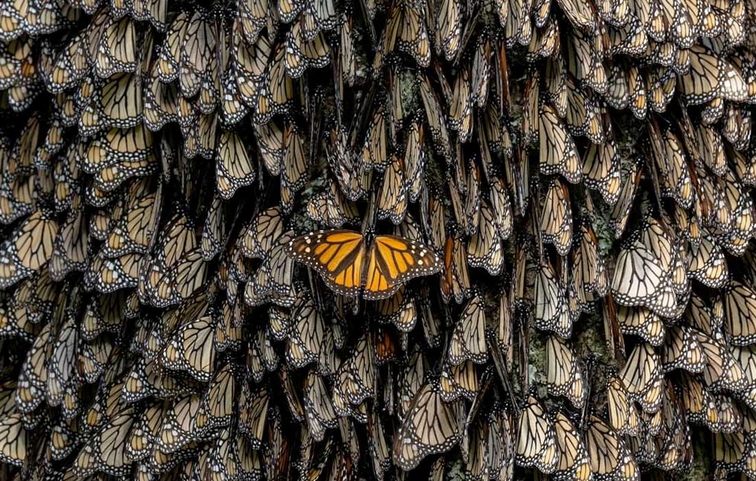 Xposure’s Conservation Summit 2025 explores migration’s impact