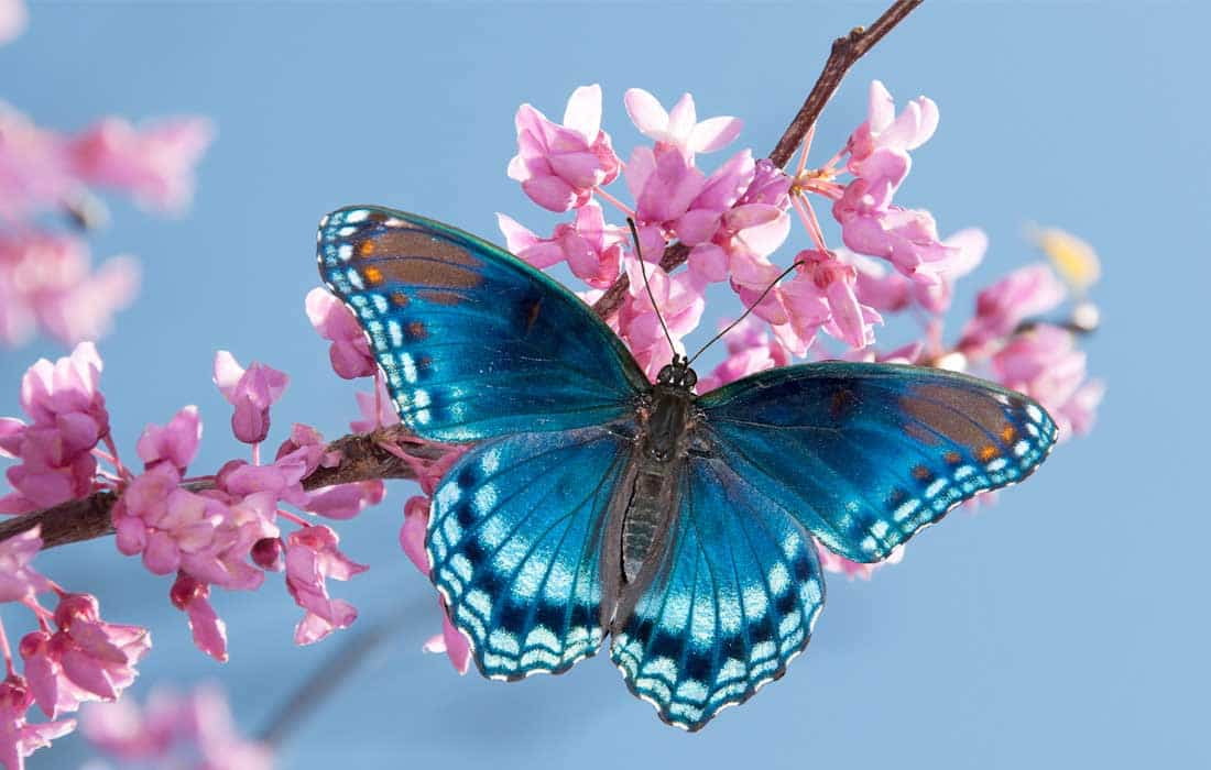 Butterflies are vanishing—Scientists reveal shocking 22% decline!