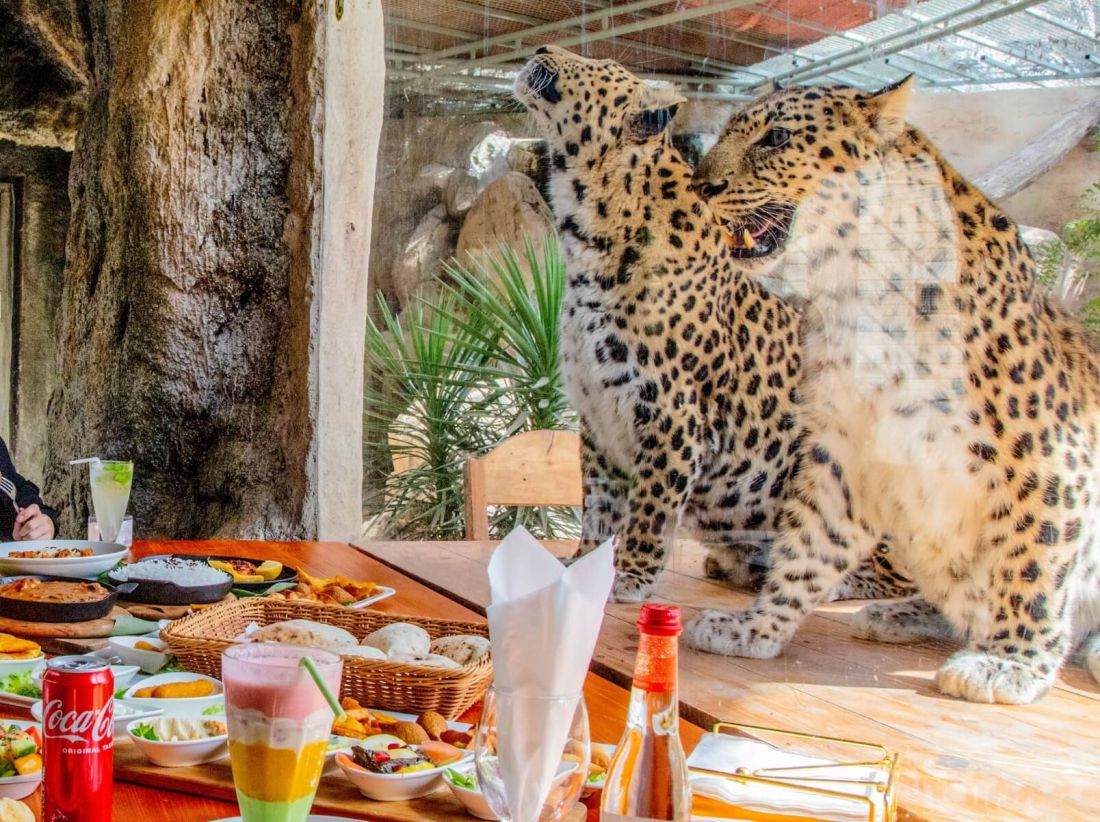 magic of Ramadan Nights at Emirates Park Zoo & Resort! A wild Iftar experience