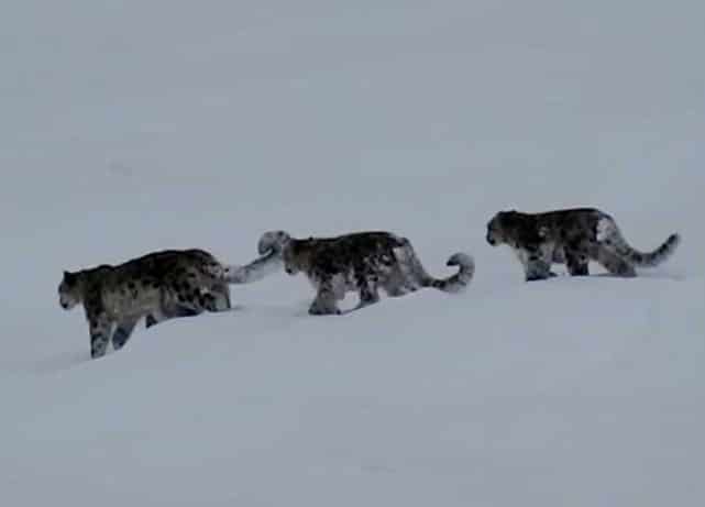 Rare snow leopard sighting in Pakistan stuns conservationists