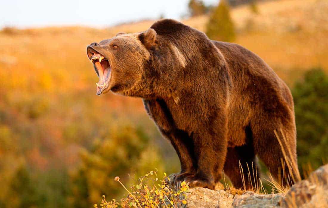 Grizzly bear ‘The Boss’ awakens as spring season begins in Canada